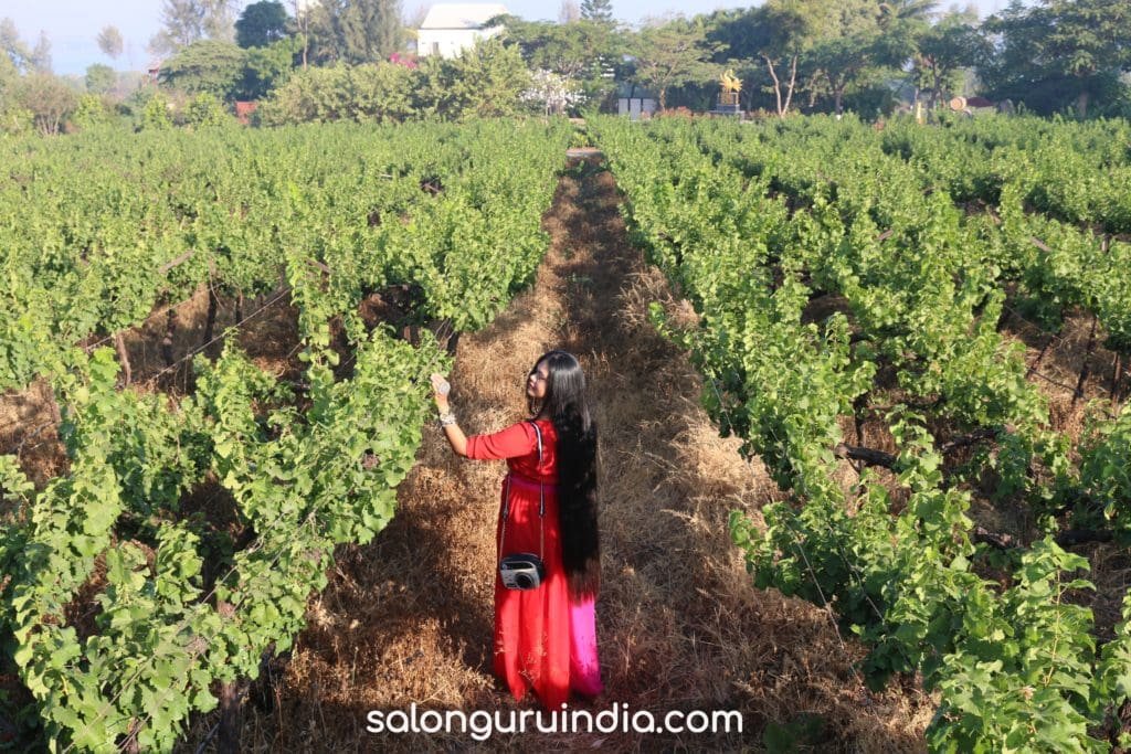 Soma Vineyard Grapes Fields