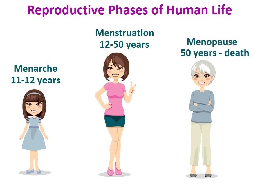 What is menstruation? Understanding Periods Made Simple | Sushmita's ...